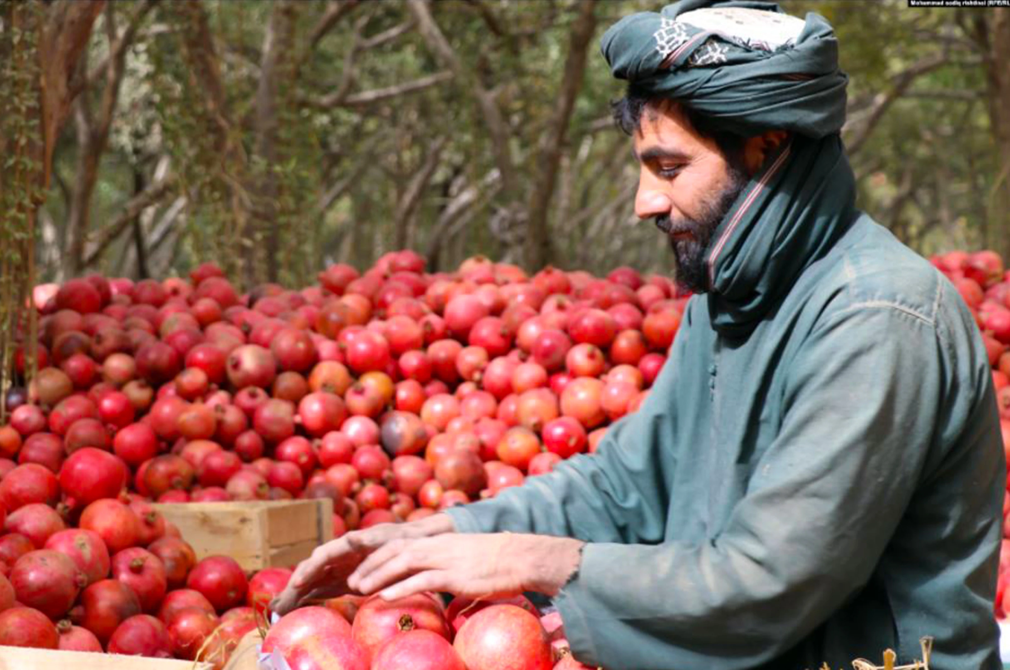 د کندهار څه باندې ۴۸ زره ټنه انار بهرنیو هېوادونو ته صادر شوي