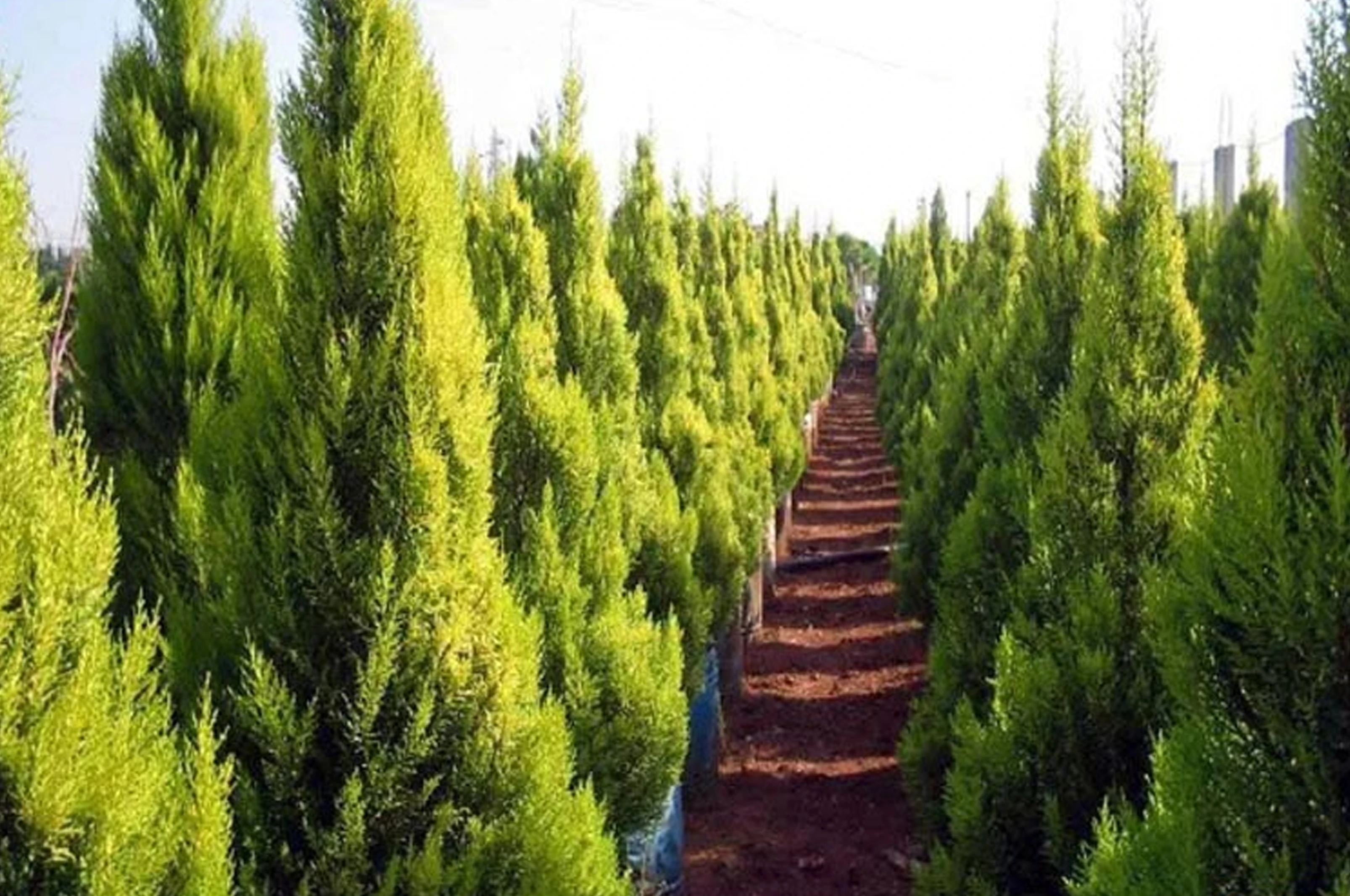 ننګرهار کې د میلیونونه نیالګيو کېنولو کمپاین پیل شو