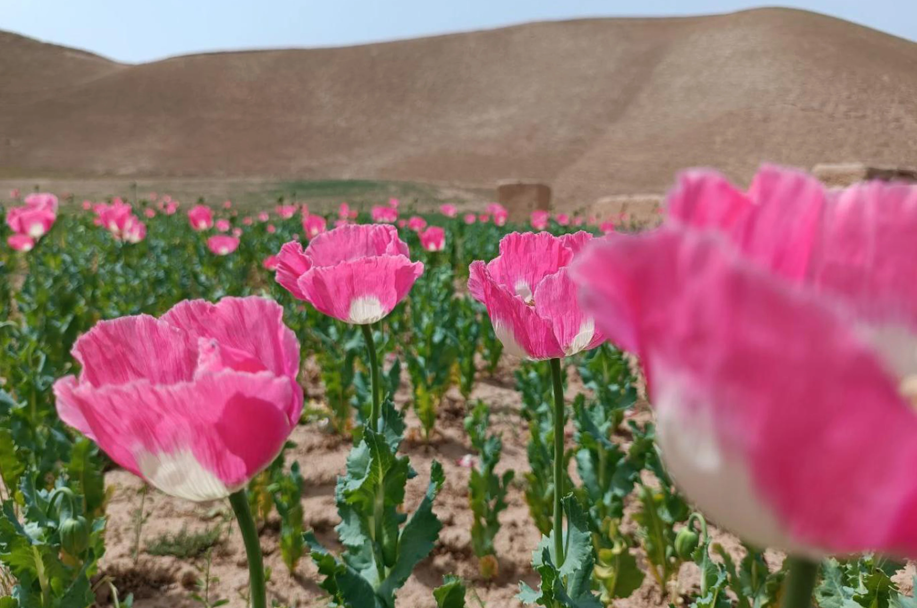 امنیتي ځواکونو په بېلا بېلو ولایتونو کې ۲۵۰ جریبه د کوکنارو کروندې اړولې