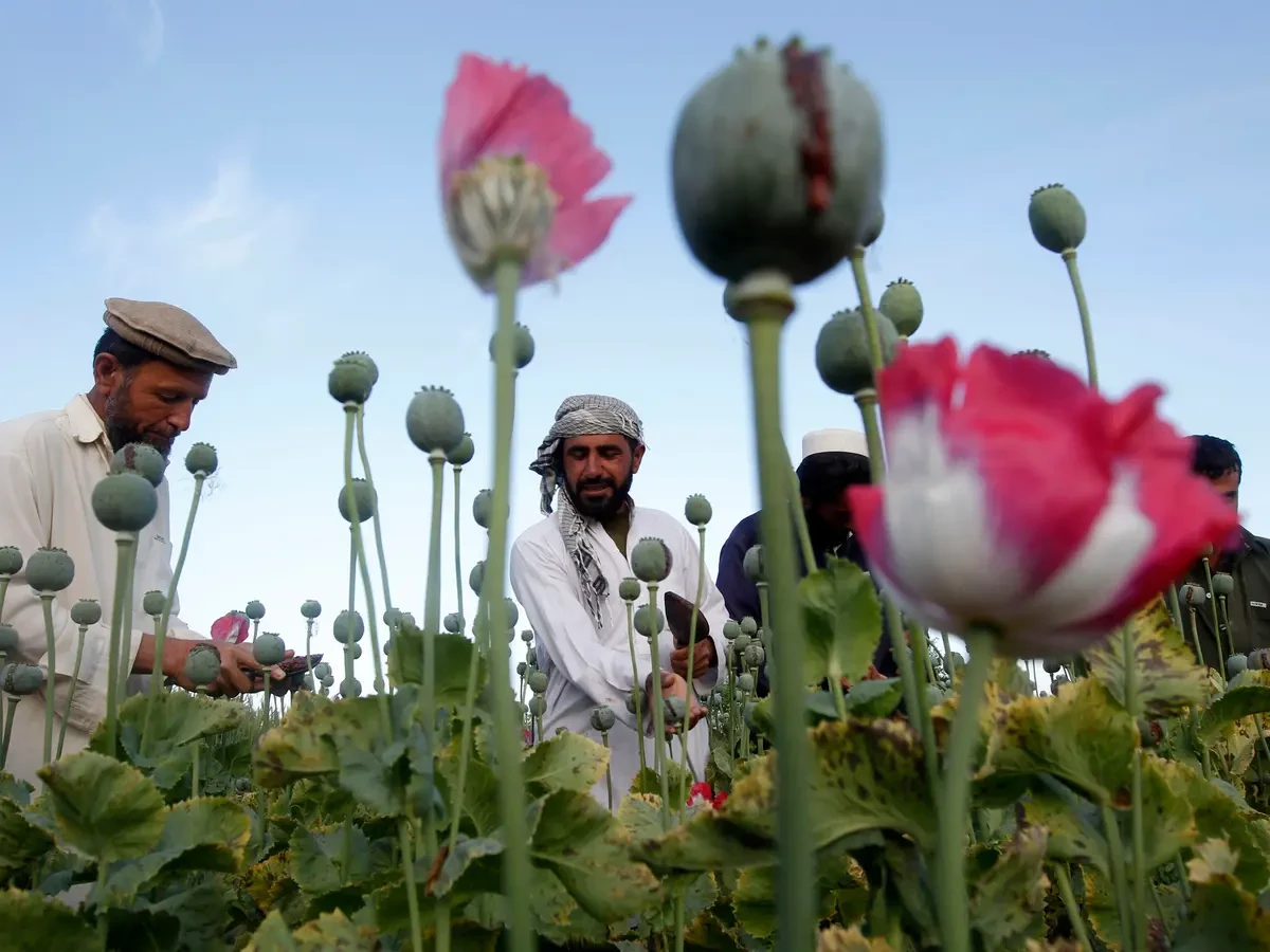 تقرير أممي يكشف تراجع إنتاج المخدرات في أفغانستان 